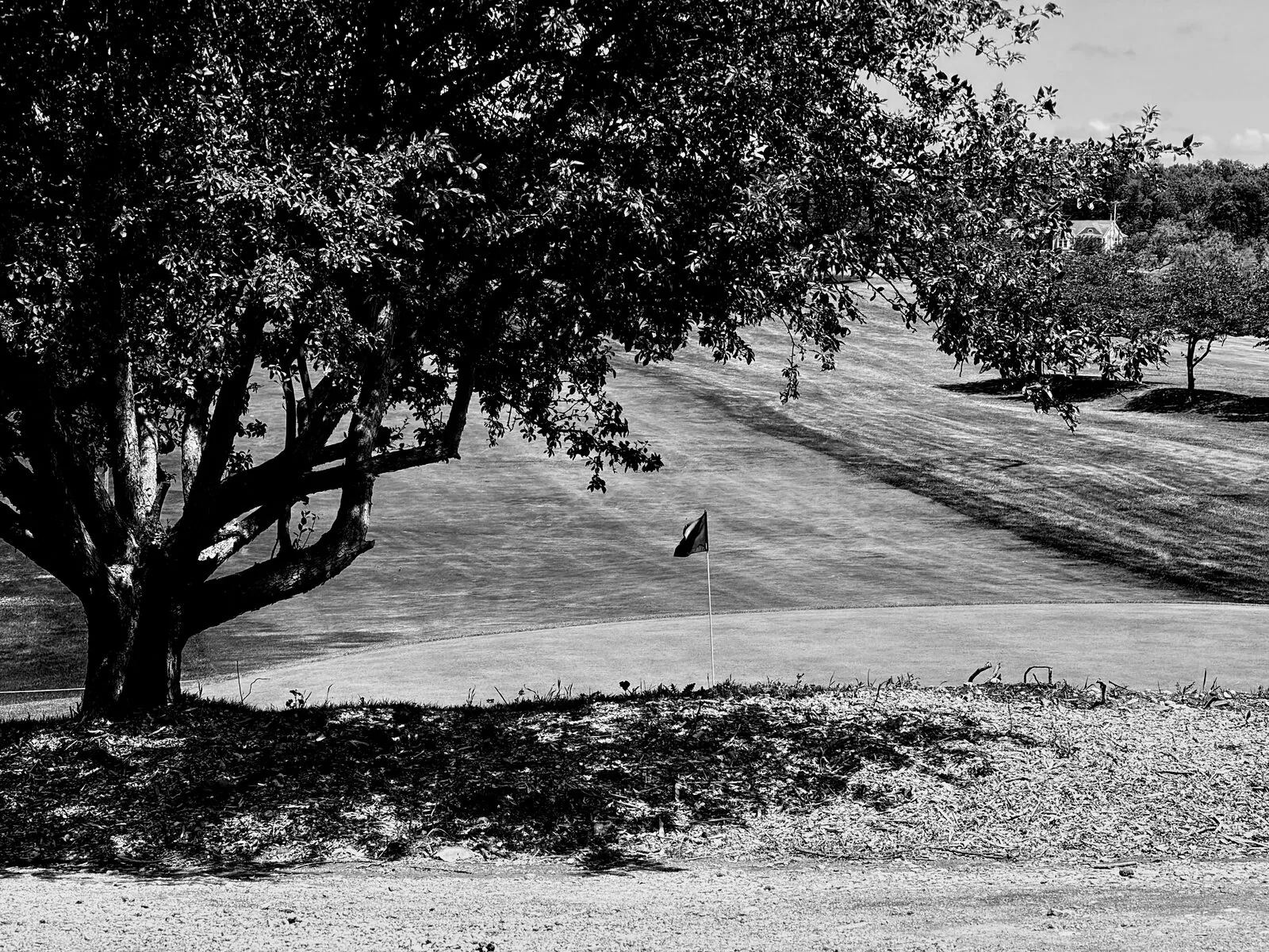 Black-and-white view of a golf green and flag framed beneath a spreading tree on a bright summer day