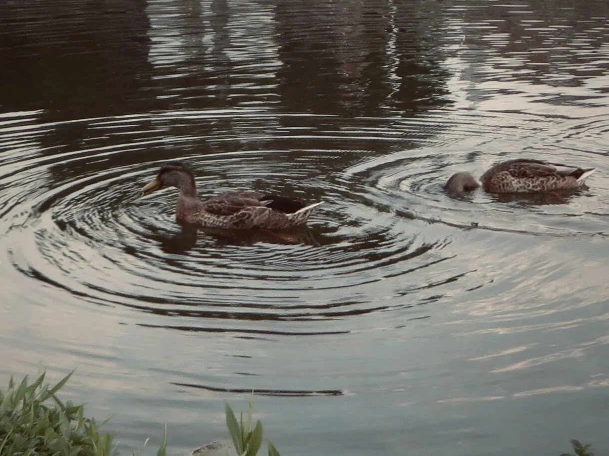 Two mallard hens gliding across a calm pond at dusk, ripples circling around them