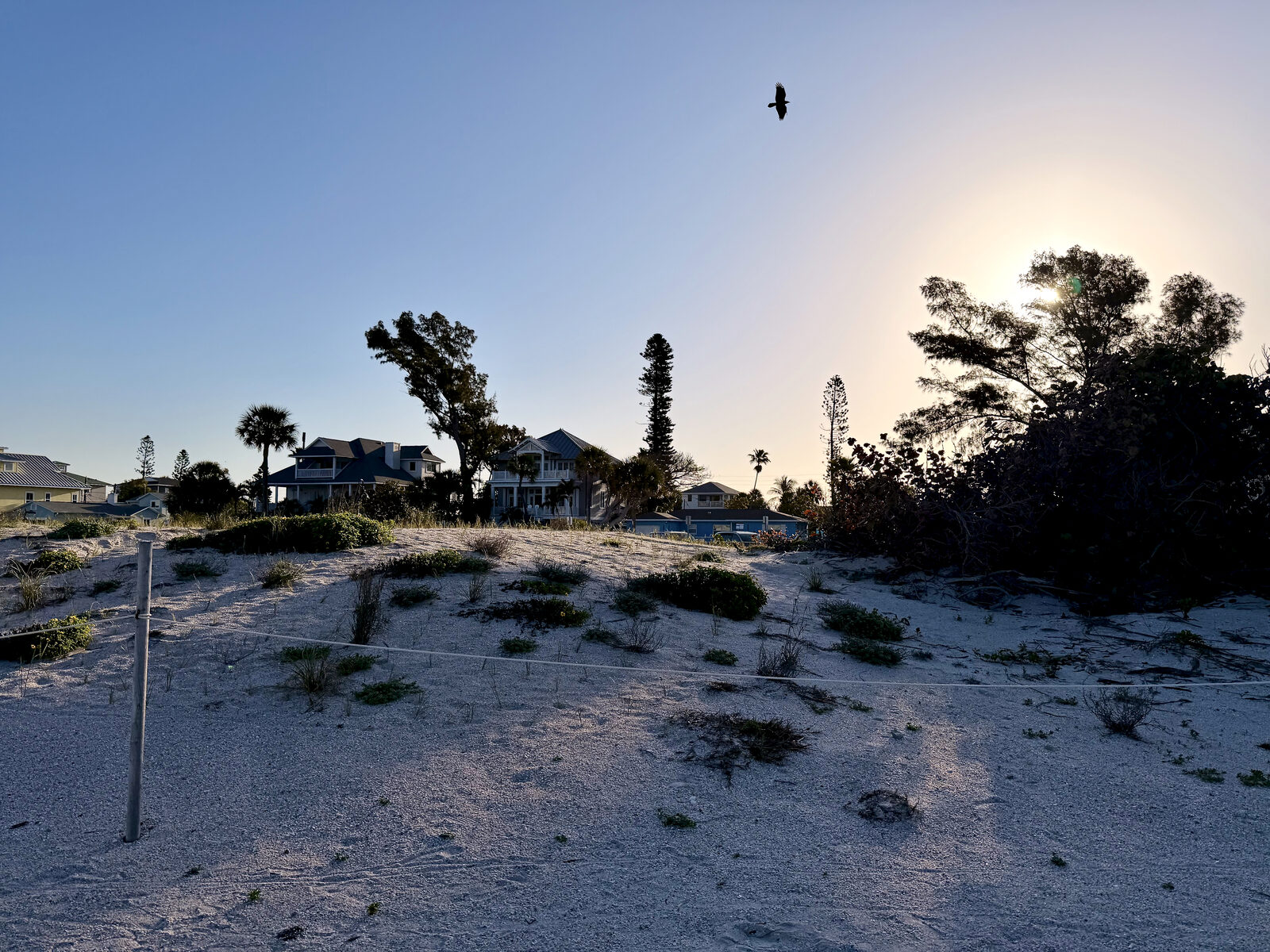 Beach dune and sea grass with a bird crossing a sun-flared sky