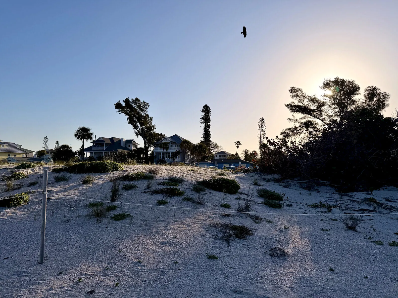 Beach dune and sea grass with a bird crossing a sun-flared sky