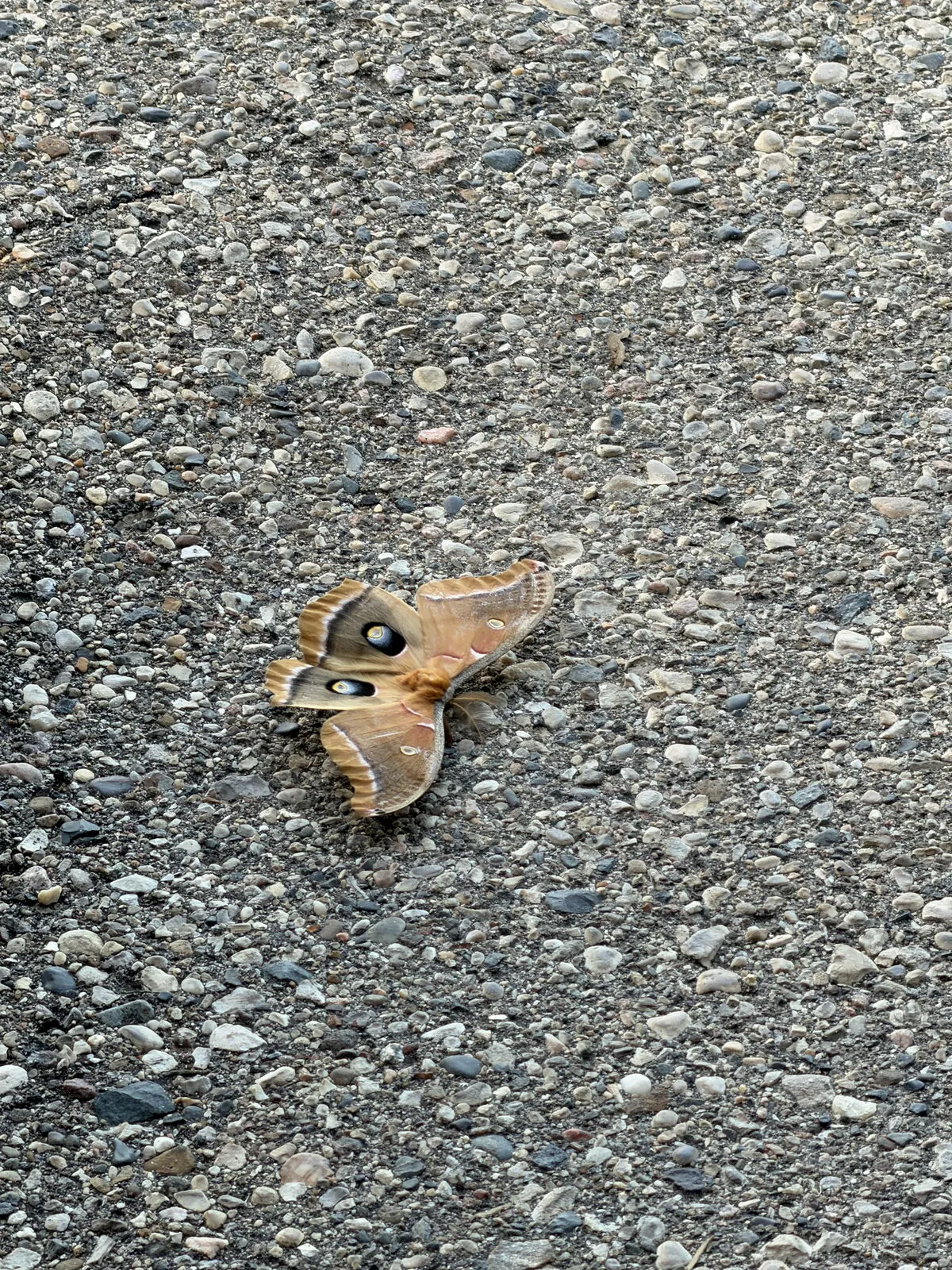 A large polyphemus moth resting on gravel — a study in detail and texture