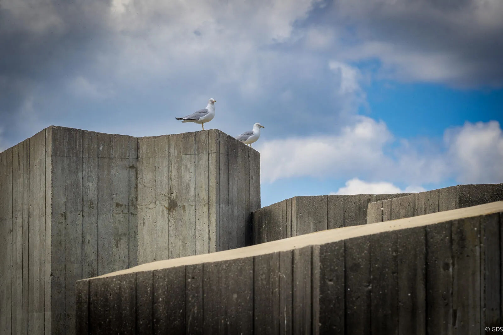 Two gulls perched on a weathered concrete breakwall under a cloudy sky